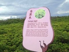 -东寨港红树林旅游区