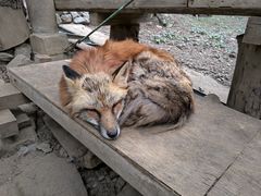 -宫城藏王狐狸村