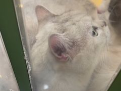 -贝康宠物医院·犬猫全科·小动物特色诊疗中心(东环路店)