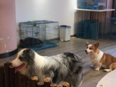 -浣熊柯尔鸭土拨鼠·电玩咖