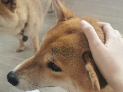 -柴犬高等学院·狗咖·柴犬售卖·宠物训练