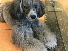 -more than meow吴止猫主题餐厅(承德 中船汇店)