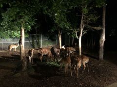 -清迈夜间动物园
