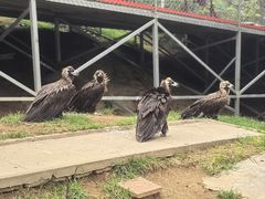 -西霞口神雕山野生动物世界