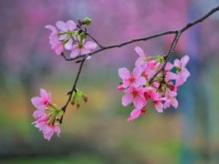 -天适樱花悠乐园