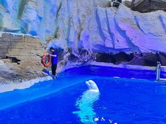 -海合安青岛极地海洋公园