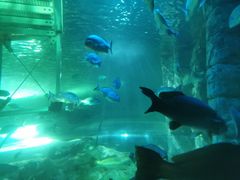 -悉尼海洋生物水族馆