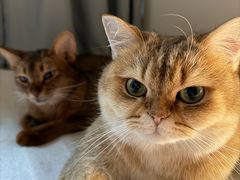 -帕帕拉兹宠物(亚洲旗舰店)