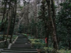 -铁山坪森林公园