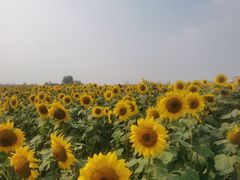 -映月湖中央公园