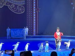 -珠海横琴长隆《卡卡虎奇遇记》