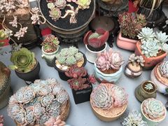 -秦美花卉(天朗·莱茵小城2期店)