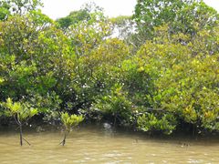 -东寨港红树林旅游区