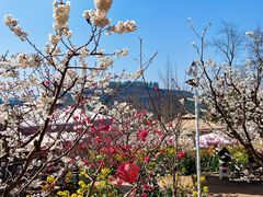 -桃源山庄·水蜜桃采摘·柴火鸡·烧烤团建(龙泉山店)