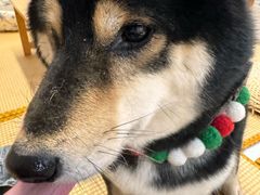 -柴迷FANS CLUB·柴犬狗咖·猫咖