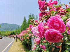 -习家池