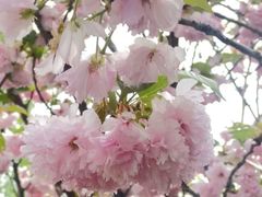 -新虹桥中心花园