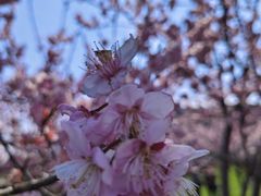 -苏州上方山国家森林公园