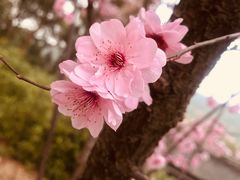 -无锡梅园公园