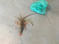-班赞海鲜市场