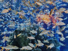 -成都浩海立方海洋公园