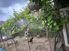 -小鱼草莓采摘园农家乐·小鱼餐厅