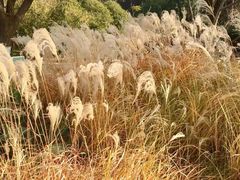 -昆山城市生态森林公园