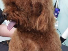 -中农大我爱我爱动物医院·核磁CT·猫病·24小时夜诊中心(石佛营店)