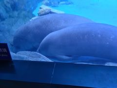 -烟台海昌鲸鲨海洋公园