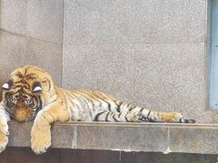 -西安秦岭野生动物园