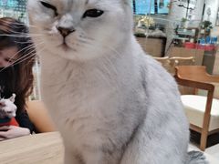 -藏猫猫咖啡主题馆(中央大道店)