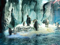 -帝企鹅自助餐厅•儿童岛•真企鹅(长隆企鹅酒店)