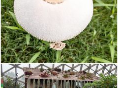 -上海辰山植物园