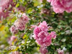 -海棠花溪(元大都城垣遗址公园)