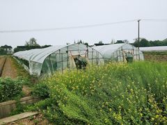 -小鱼草莓采摘园农家乐·小鱼餐厅