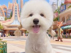 -BABIT巴比特宠物(MOMOPARK店)