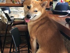 -柴犬高等学院·狗咖·柴犬售卖·宠物训练