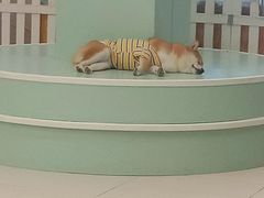 -怪兽屋·羊驼·猫咖·狗咖(俊华广场店)