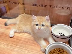 -袖虎·猫馆(体育西路店)