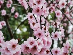 -杭州植物园