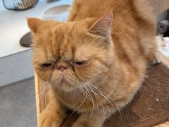 -飞行喵MR PILOT|猫舍·猫咖(静安大融城店)
