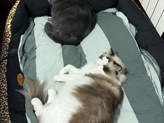 -纳吉亚猫专科动物诊疗中心(蒋宅口分院)