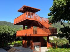 -银湖山郊野公园-相思林