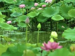 -池杉湖湿地公园