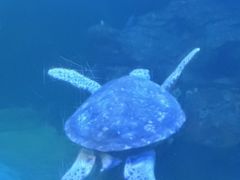 -左海海底世界