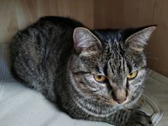 -艾贝尔宠物医院 ·内科全科(梁溪路店)