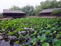 -溱湖国家湿地公园