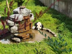 -中国大熊猫保护研究中心雅安碧峰峡基地