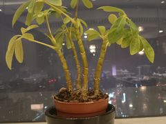 -金时代顺风大酒店(兰生大厦店)