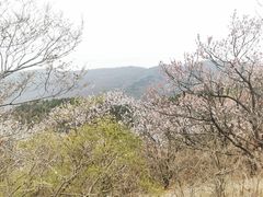 -香山公园